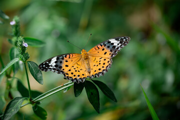 wildlife