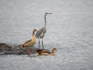 Graureiher (Ardea cinerea)  und Nilgans (Alopochen aegyptiaca)