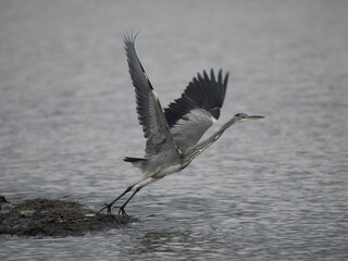 Graureiher (Ardea cinerea)