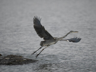 Graureiher (Ardea cinerea)
