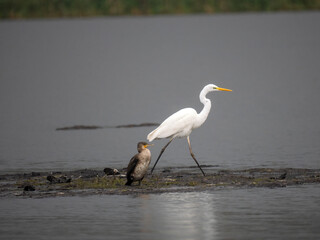  Silberreiher (Ardea alba) und Nilgans (Alopochen aegyptiaca)