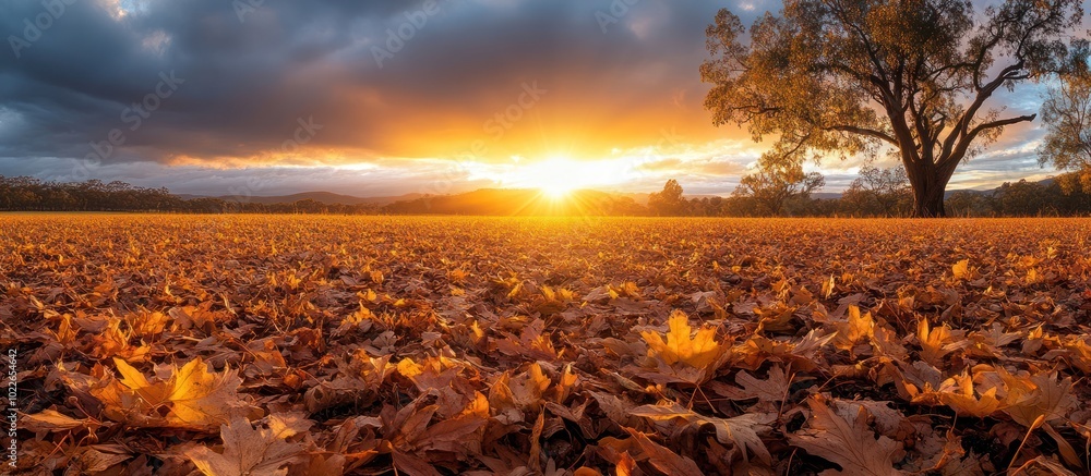 Poster a field of fallen leaves with a single tree in the foreground and the sun setting behind it.