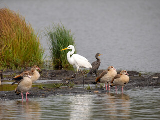  Silberreiher (Ardea alba) und Nilgans (Alopochen aegyptiaca) und Kormoran (Phalacrocorax carbo)