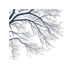 Snow Covered Tree Branches Against White Background