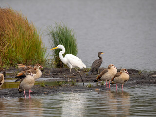  Silberreiher (Ardea alba) und Nilgans (Alopochen aegyptiaca) und Kormoran (Phalacrocorax carbo)