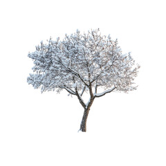 Fototapeta premium Snow Covered Tree Isolated on White Background