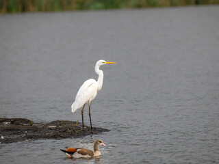  Silberreiher (Ardea alba) und Nilgans (Alopochen aegyptiaca)