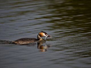 Haubentaucher (Podiceps cristatus) mit Fisch