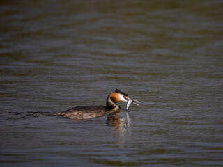 Haubentaucher&nbsp;(Podiceps cristatus) mit Fisch