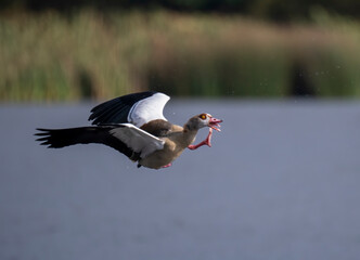 Nilgans (Alopochen aegyptiaca)
