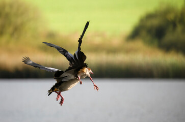 Nilgans (Alopochen aegyptiaca)