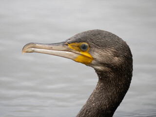 Kormoran (Phalacrocorax carbo)