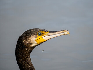 Kormoran (Phalacrocorax carbo)