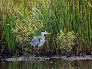 Graureiher (Ardea cinerea)