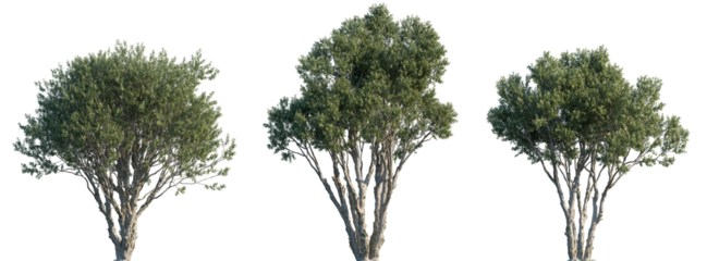 Melaleuca quinquenervia (broad-leaved paperbark, paper bark tea tree, punk tree or niaouli) trees set isolated png on a transparent background premium cutout