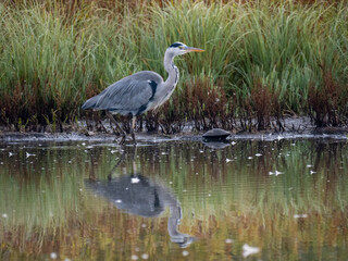 Graureiher (Ardea cinerea)