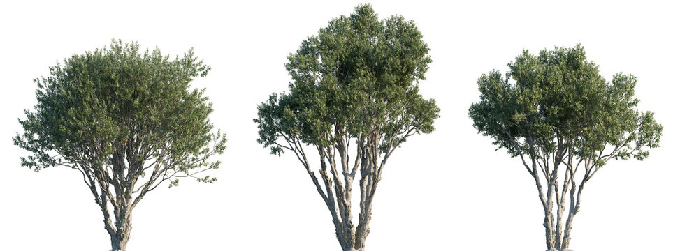 Melaleuca quinquenervia (broad-leaved paperbark, paper bark tea tree, punk tree or niaouli) trees set isolated png on a transparent background premium cutout