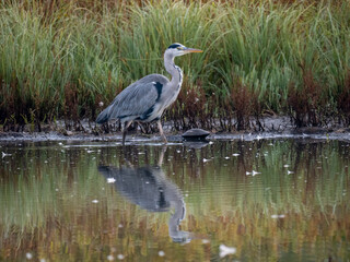 Graureiher (Ardea cinerea)