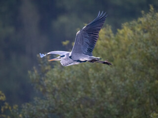 Graureiher (Ardea cinerea)