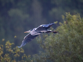 Graureiher (Ardea cinerea)