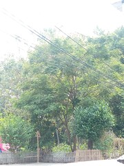 Power lines run above lush green trees and a bamboo fence in a quiet rural setting, blending nature and infrastructure in harmony.