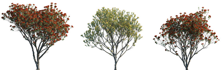 Metrosideros excelsa Pohutukawa trees frontal isolated png in sunny daylight on a transparent...
