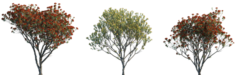 Metrosideros excelsa Pohutukawa trees frontal isolated png in sunny daylight on a transparent background premium cutout (New Zealand Christmas tree, iron tree)