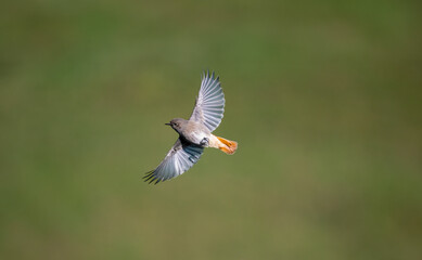 Hausrotschwanz  (Phoenicurus ochruros)