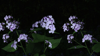 Night flowers in the garden bloom in spring.