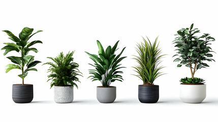 Five potted plants with various green leaves arranged in a row on a white background, showing a minimalist home decor concept.