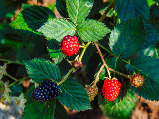 Ripen blackberries on shrubs