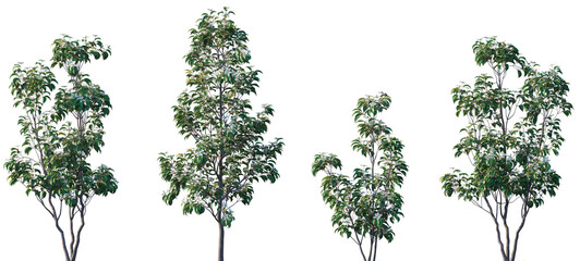 Cornus hongkongensis (Hong Kong dogwood) frontal set shrub isolated png on a transparent background...