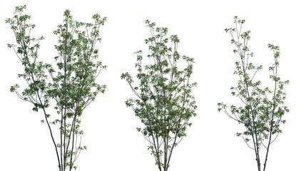 Ilex pedunculosa (longstalk holly) frontal set plant shrub isolated png on a transparent background...