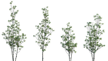 Ilex pedunculosa (longstalk holly) frontal set plant shrub shrubby tree isolated png on a transparent background premium cutout (Benthamidia hongkongensis, Dendrobenthamia hongkongensis)