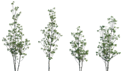 Ilex pedunculosa (longstalk holly) frontal set plant shrub shrubby tree isolated png on a transparent background premium cutout (Benthamidia hongkongensis, Dendrobenthamia hongkongensis)