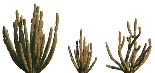 Cactus Stenocereus thurberi (Organ pipe cactus) set frontal isolated png on a transparent...