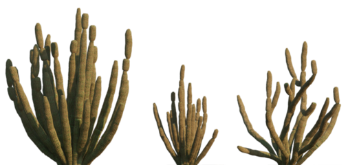 Cactus Stenocereus thurberi (Organ pipe cactus) set frontal isolated png on a transparent background premium cutout high resolution