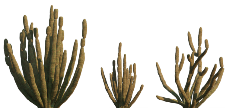 Cactus Stenocereus thurberi (Organ pipe cactus) set frontal isolated png on a transparent background premium cutout high resolution