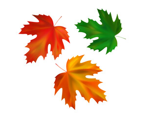 Composition of realistic maple autumn leaves. Orange, green, red maple fall leaves swirl in the wind. Vector illustration