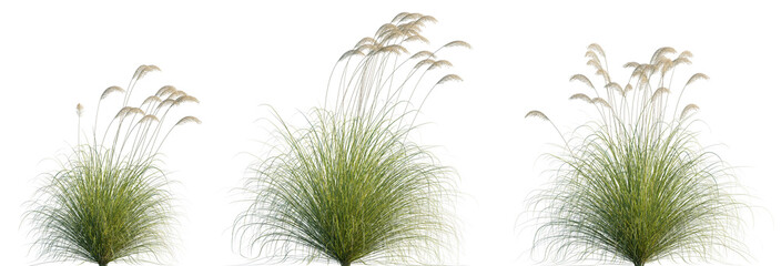 Austroderia richardii (Cortaderia richardii) grass or dwarf pampas grass isolated png on a transparent background premium cutout high resolution Poaceae