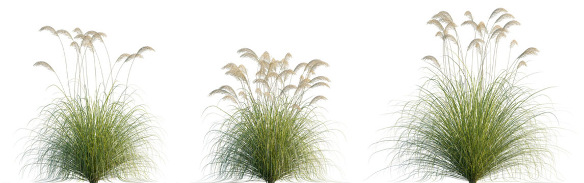 Austroderia richardii (Cortaderia richardii) grass or dwarf pampas grass isolated png on a transparent background premium cutout high resolution Poaceae