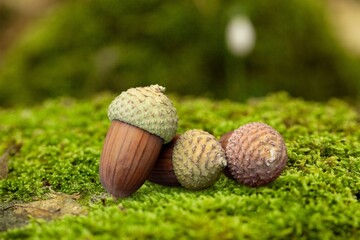 Acorn natural on a greenmossy stump in the big Forrest