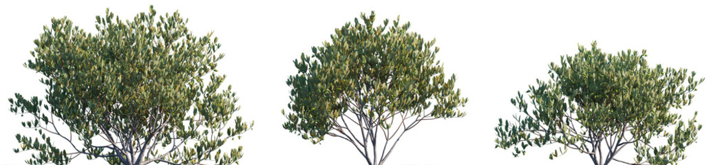 Simmondsia chinensis (jojoba) shrub bush frontal isolated png in sunset light on a transparent...