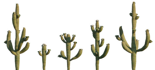 Cactus Carnegiea gigantea isolated png on a transparent background premium cutout high resolution...