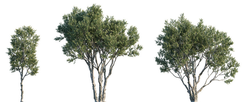 Melaleuca quinquenervia (broad-leaved paperbark, paper bark tea tree, punk tree or niaouli) trees set isolated png on a transparent background premium cutout