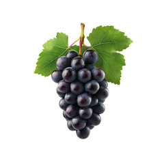 Fototapeta premium Fresh Bunch of Black Grapes with Green Leaves