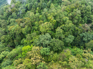 Tropical forests can absorb large amounts of carbon dioxide from the atmosphere.