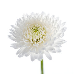 A chrysanthemum