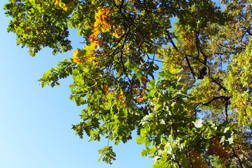 Obraz premium leaves against blue sky