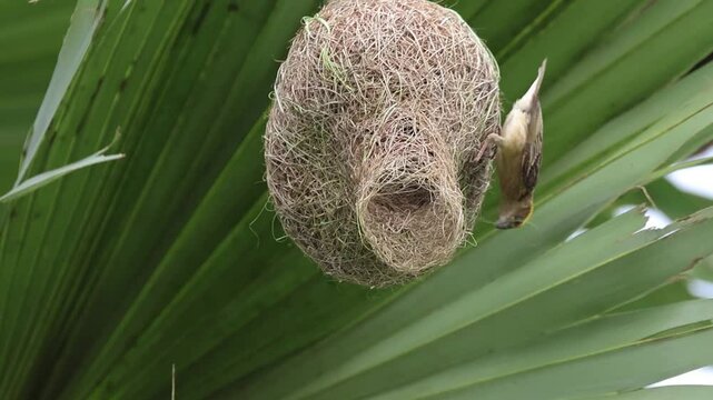 Baya Weaver Work 